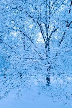 Trees in snow. Openwork branches covered with blue frost. Backdrop, backing.. Stock Photos