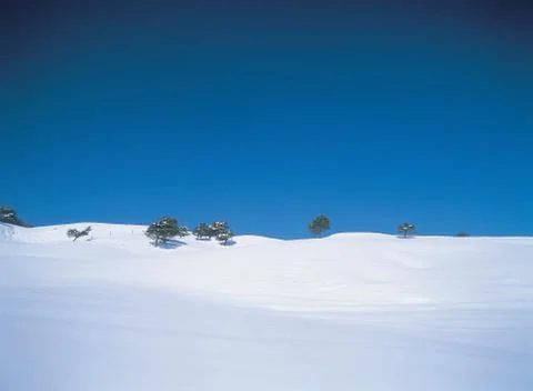 Trees with snow Stock Photos