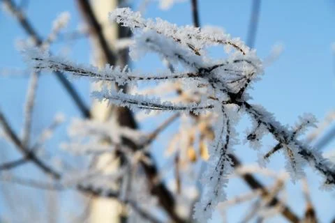 The trees in the snow Foto stock