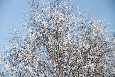 The trees in the snow Stock Photos