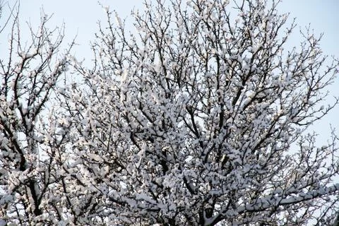 The trees in the snow Stock Photos