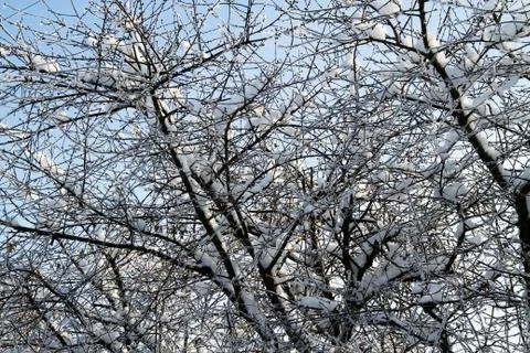 The trees in the snow Foto stock