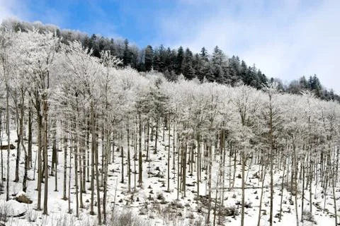 Trees in the snow Stock Photos