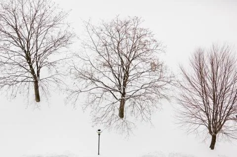 Trees on the snow Stock Photos