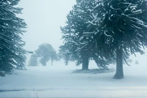 Trees in snow Stock Photos