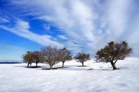 Trees in snow Stock Photos