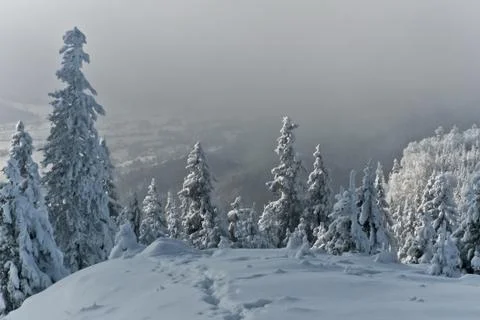 Trees with snow Stock Photos