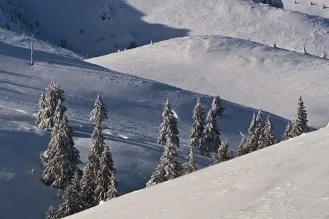 Trees with snow Stock Photos