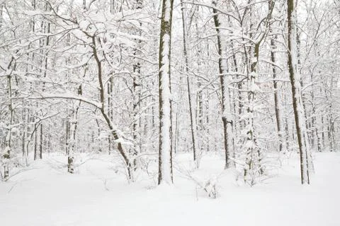 Trees in snow Stock Photos