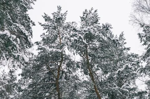 Trees In Snow Stock Photos