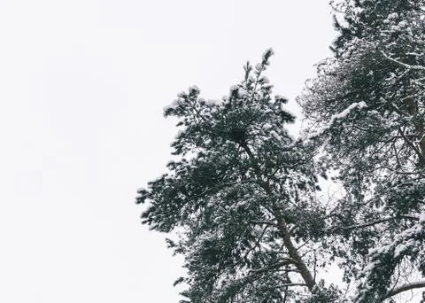 Trees In Snow Stock Photos