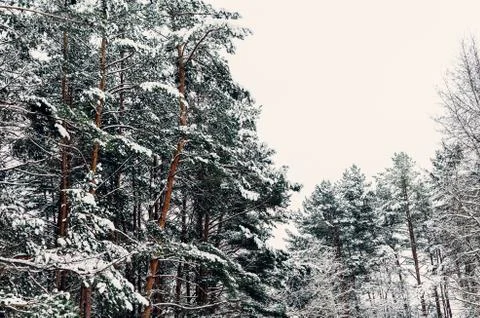 Trees In SNow Foto stock