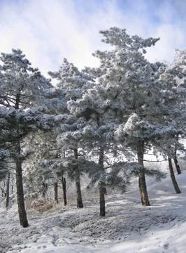 Trees in a snow Stock Photos