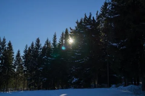 Trees in the snow Stock Photos