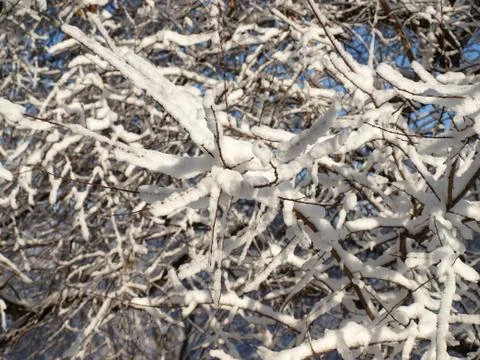 Trees in snow. Stock Photos