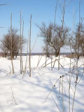 Trees in snow. Foto stock