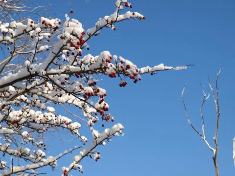 Trees in snow. Foto stock
