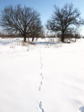 Trees in snow. Foto stock