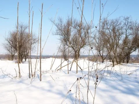 Trees in snow. Fotos Stock