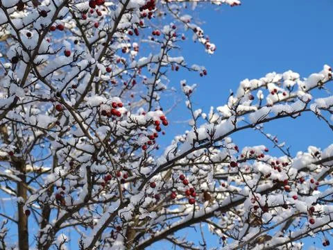 Trees in snow. Foto stock