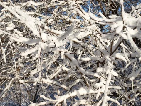 Trees in snow. Foto stock
