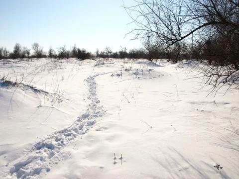 Trees in snow. Foto stock