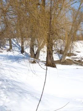Trees in snow. Foto stock