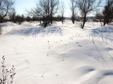 Trees in snow. Foto stock