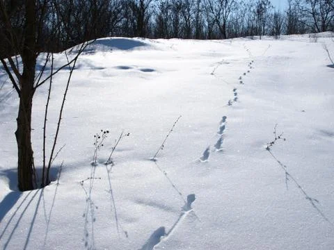 Trees in snow. Foto stock