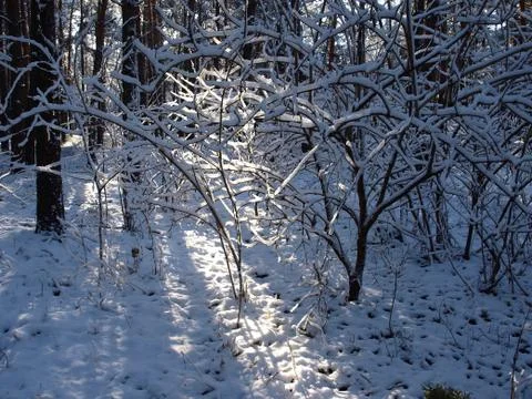 Trees in snow. Fotos Stock