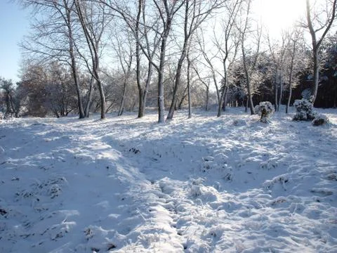 Trees in snow. Foto stock