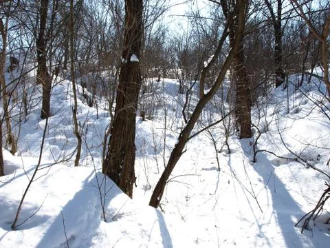 Trees in snow. Foto stock