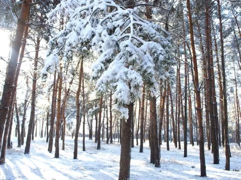 Trees in snow. Foto stock
