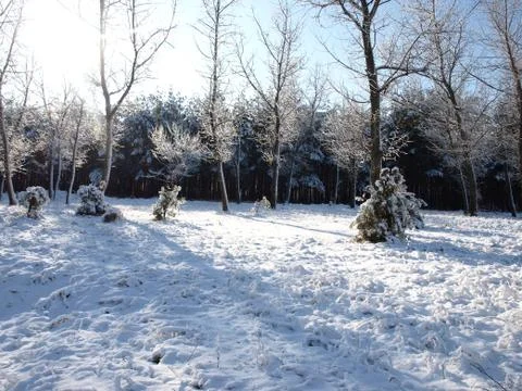 Trees in snow. Foto stock
