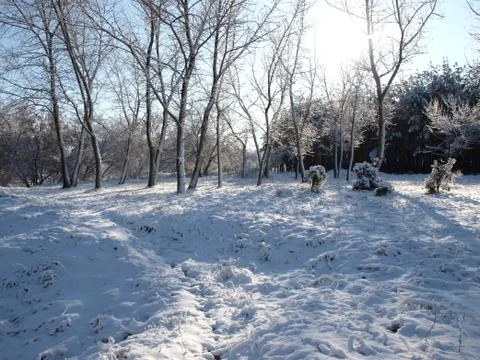 Trees in snow. Foto stock