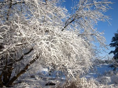 Trees in snow. Foto stock