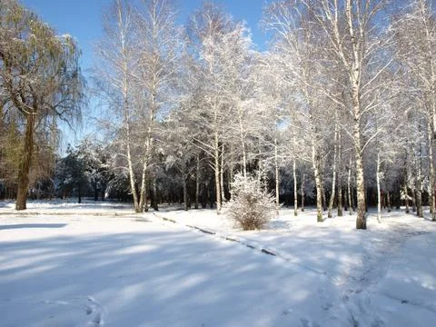 Trees in snow. Fotos Stock