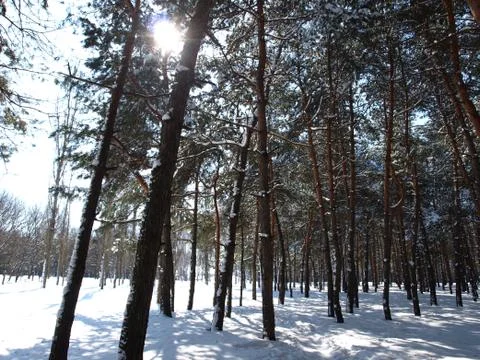 Trees in snow. Foto stock