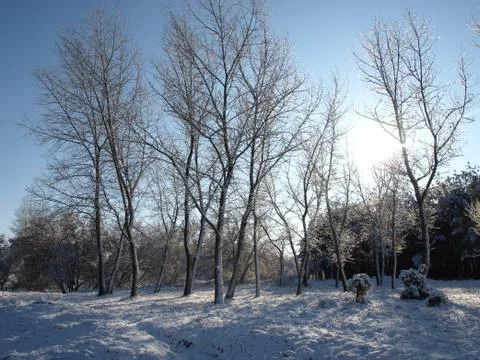 Trees in snow. Foto stock