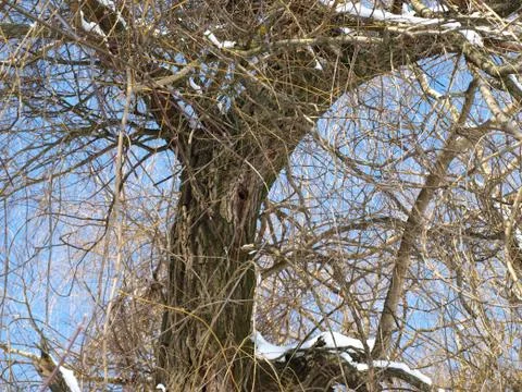 Trees in snow. Foto stock