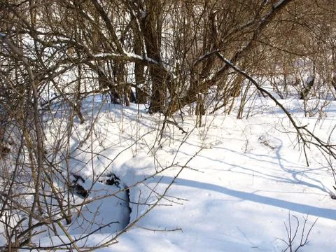 Trees in snow. Foto stock