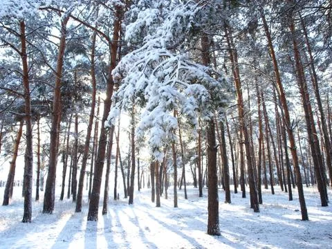 Trees in snow. Foto stock
