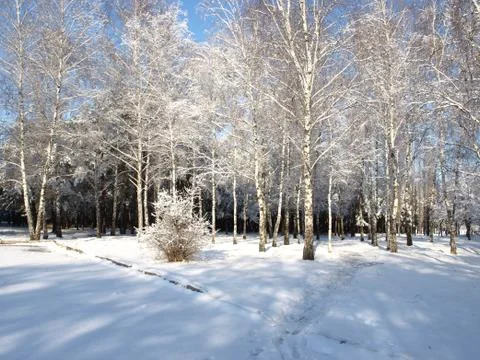 Trees in snow. Fotos Stock