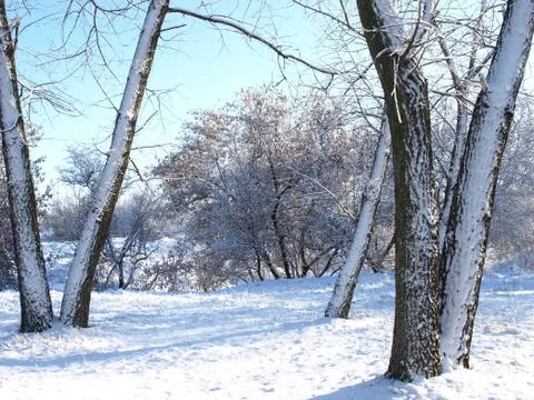 Trees in snow. Foto stock