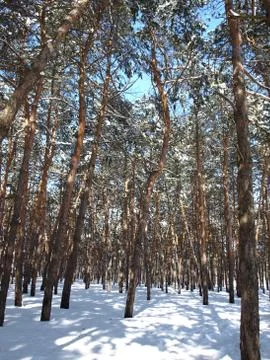 Trees in snow. Fotos Stock