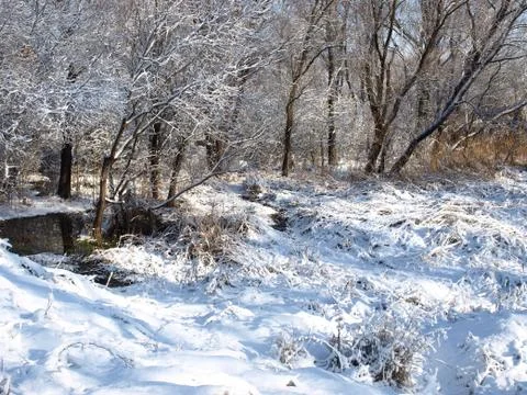 Trees in snow. Foto stock