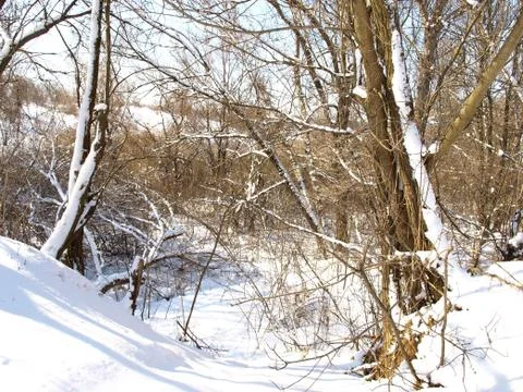 Trees in snow. Foto stock