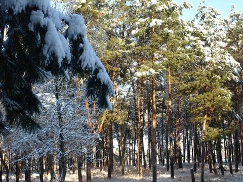 Trees in snow. Foto stock