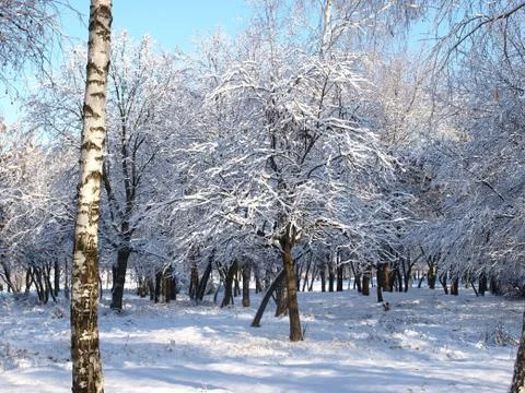 Trees in snow. Foto stock