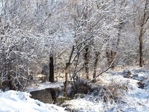 Trees in snow. Foto stock